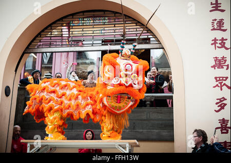 Amsterdam, Niederlande. 13. Februar 2016. Lion Tänzer zu besuchen, die Häuser und Geschäfte von der chinesischen Gemeinschaft den traditionellen Brauch der auszuführenden "cai Qing", eine Quest von dem "Löwen", das verheißungsvolle grün "Gemüse" wie Salat und verheißungsvolle Früchte wie Orangen pflücken gebunden an einen "roten Umschlag" mit Geld. Der Löwentanz wird geglaubt, um Glück und Wohlstand für das Unternehmen zu bringen. Die Truppe ist mit dem roten Umschlag belohnt. Bildnachweis: Romy Arroyo Fernandez/Alamy Live-Nachrichten. Stockfoto