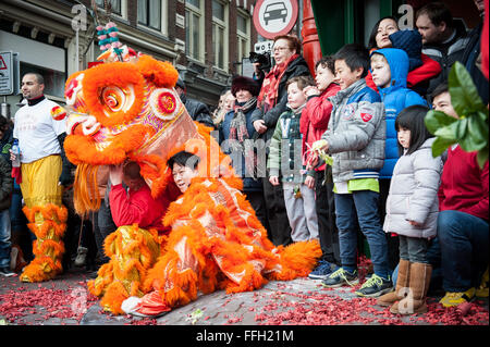 Amsterdam, Niederlande. 13. Februar 2016. Lion Tänzer zu besuchen, die Häuser und Geschäfte von der chinesischen Gemeinschaft den traditionellen Brauch der auszuführenden "cai Qing", eine Quest von dem "Löwen", das verheißungsvolle grün "Gemüse" wie Salat und verheißungsvolle Früchte wie Orangen pflücken gebunden an einen "roten Umschlag" mit Geld. Der Löwentanz wird geglaubt, um Glück und Wohlstand für das Unternehmen zu bringen. Die Truppe ist mit dem roten Umschlag belohnt. Bildnachweis: Romy Arroyo Fernandez/Alamy Live-Nachrichten. Stockfoto