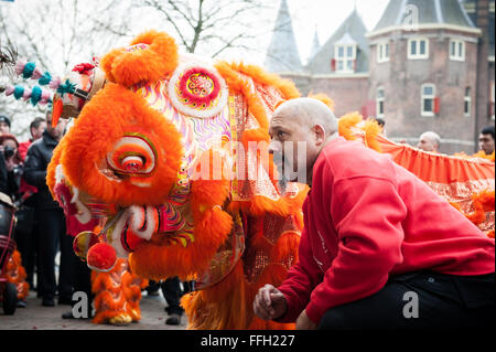 Amsterdam, Niederlande. 13. Februar 2016. Lion Tänzer zu besuchen, die Häuser und Geschäfte von der chinesischen Gemeinschaft den traditionellen Brauch der auszuführenden "cai Qing", eine Quest von dem "Löwen", das verheißungsvolle grün "Gemüse" wie Salat und verheißungsvolle Früchte wie Orangen pflücken gebunden an einen "roten Umschlag" mit Geld. Der Löwentanz wird geglaubt, um Glück und Wohlstand für das Unternehmen zu bringen. Die Truppe ist mit dem roten Umschlag belohnt. Bildnachweis: Romy Arroyo Fernandez/Alamy Live-Nachrichten. Stockfoto