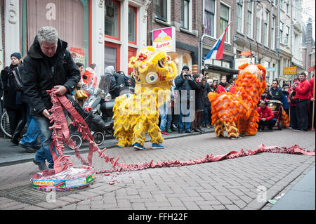 Amsterdam, Niederlande. 13. Februar 2016. Lion Tänzer zu besuchen, die Häuser und Geschäfte von der chinesischen Gemeinschaft den traditionellen Brauch der auszuführenden "cai Qing", eine Quest von dem "Löwen", das verheißungsvolle grün "Gemüse" wie Salat und verheißungsvolle Früchte wie Orangen pflücken gebunden an einen "roten Umschlag" mit Geld. Der Löwentanz wird geglaubt, um Glück und Wohlstand für das Unternehmen zu bringen. Die Truppe ist mit dem roten Umschlag belohnt. Bildnachweis: Romy Arroyo Fernandez/Alamy Live-Nachrichten. Stockfoto