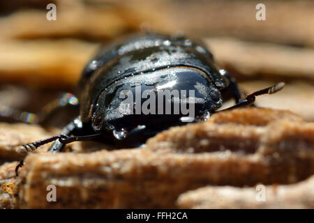 Geringerem Hirschkäfer (Dorcus Parallelipipedus) Männerkopf auf. Eine Nahaufnahme des Kopfes dieses Käfers in Familie Lucanidae Stockfoto