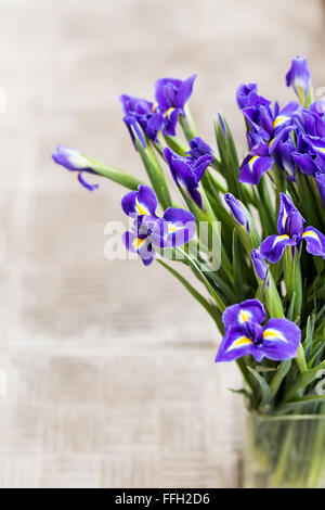 Helle Iris Hintergrund Stockfoto