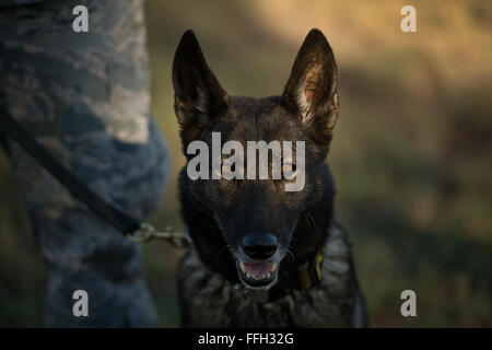 JJany, ein militärischer Arbeitshund, wartet auf seinen nächsten Training Übung Befehl auf gemeinsamer Basis San Antonio-Lackland, Texas. JJany, ein Holländischer Schäferhund hat für mehrere Touren aktiven Dienst Aufgaben durchführen und ist eines der senior Service-Hunde auf JBSA Lackland. Stockfoto