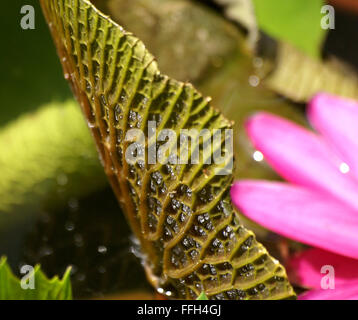 Nymphaea Pubescens, behaarte Seerose, Seerose, Seerosengewächse Wasserpflanze mit abgerundeten fein gezahnten Blättern, rosa Blume rosa Stockfoto