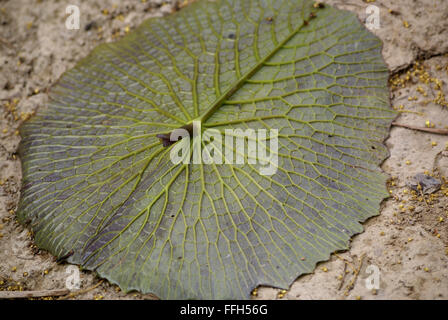 Nymphaea Pubescens, behaarte Seerose, Seerose, Seerosengewächse Wasserpflanze mit abgerundeten fein gezahnten Blättern, rosa Blume rosa Stockfoto