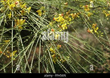 Parkinsonia Aculeata, Palo Verde, dornige Strauch oder kleiner Baum mit gefiederten Blättern, gelben Blüten, abgeflachte Rachis, phyllode Stockfoto