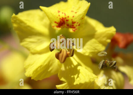 Parkinsonia Aculeata, Palo Verde, dornige Strauch oder kleiner Baum mit gefiederten Blättern, gelben Blüten, abgeflachte Rachis, phyllode Stockfoto