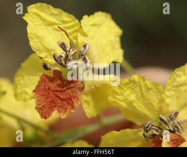 Parkinsonia Aculeata, Palo Verde, dornige Strauch oder kleiner Baum mit gefiederten Blättern, gelben Blüten, abgeflachte Rachis, phyllode Stockfoto