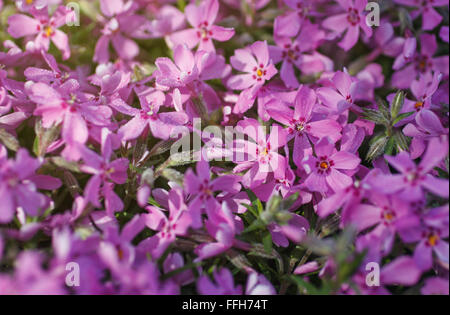 Geranien Pelargonien Gruppe leuchtend Kirschrot rosa Blüten Stockfoto