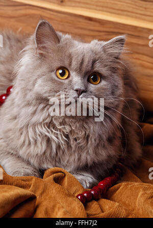 graue Katze mit gelben Augen auf einem hölzernen Hintergrund isoliert Stockfoto