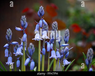 Blaue Glocken Bluebell Blumen Makro Stockfoto