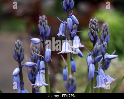 Blaue Glocken Bluebell Blumen Makro Stockfoto