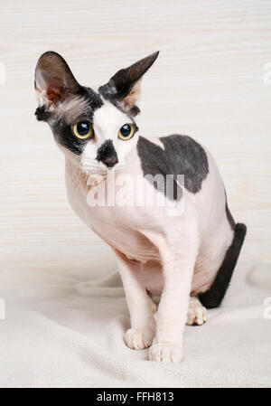 Schwarze und weiße Sphynx Katzen auf hölzernen Hintergrund Stockfoto
