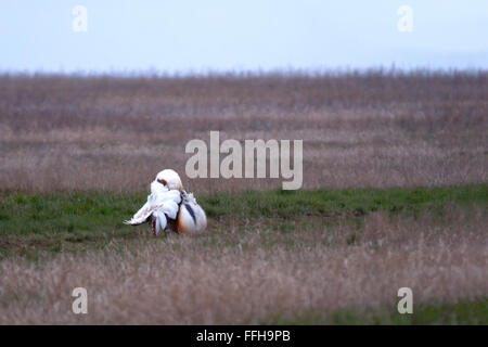 Balz Anzeige der männlichen Großtrappe (Otis Tarda) am frühen Morgen in der Steppe. Saratow, Russland Stockfoto