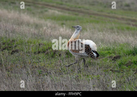 Männliche Großtrappe (Otis Tarda) Wandern im Frühjahr Steppe. Saratow, Russland Stockfoto