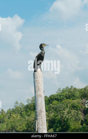 Kormoran oder indischen Shag (Phalacrocorax Fuscicollis) Stockfoto