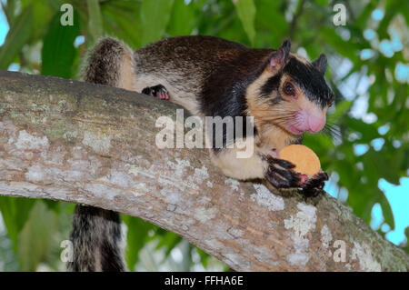 Indischen Riesen Eichhörnchen oder Malabar riesiges Eichhörnchen (Ratufa Indica) er sitzt auf einem Ast und hält in Pfoten Cookies, Hikkaduwa, Stockfoto