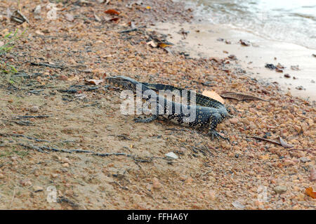 Wasser-Monitor oder gemeinsame Wasser-Monitor (Varanus Salvator) Stockfoto