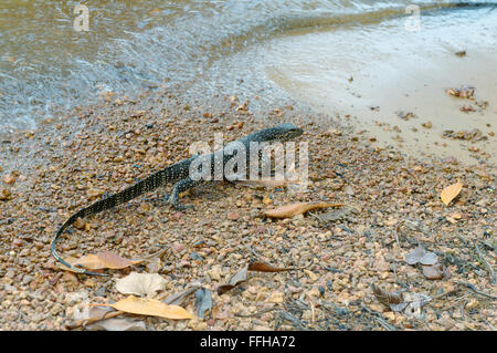 Wasser-Monitor oder gemeinsame Wasser-Monitor (Varanus Salvator) Stockfoto