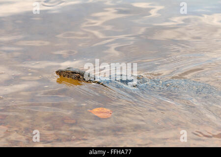 Wasser-Monitor oder gemeinsame Wasser-Monitor (Varanus Salvator) Stockfoto