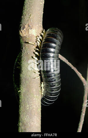 Sri Lanka Riesen Tausendfüßler oder riesige schwarze Tausendfüßler (Spirostreptus Centrurus) am Baum, Sinharaja Forest Reserve, Nationalpark, Stockfoto