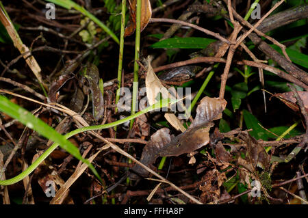 Langnasen-Baumschlange, grüne Reben Schlange, Langnasen-Peitsche Schlange oder asiatischen Rebe Schlange (Ahaetulla Nasuta) Sinharaja Forest Reserve, Stockfoto