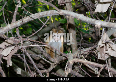 Junge Toque Makaken (Macaca Sinica) - endemisch in Sri Lanka, Hikkaduwa, Sri Lanka, Südasien Stockfoto