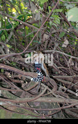 Jung, neugierig Toque Makaken (Macaca Sinica) schaut in die Kamera - endemisch in Sri Lanka, Hikkaduwa, Sri Lanka, Südasien Stockfoto
