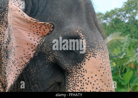 Porträt, indischer Elefant, Asiatischer Elefant oder asiatischer Elefant (Elephas Maximus) Hikkaduwa, Sri Lanka, Südasien Stockfoto