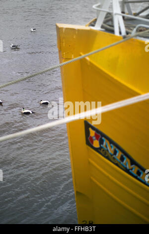Eiderenten im Tölt Hafen Stockfoto