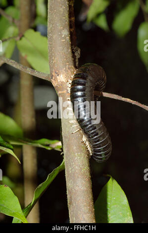 3. März 2016 - Sri Lanka Riesen Tausendfüßler oder riesige schwarze Tausendfüßler (Spirostreptus Centrurus) Baum, Sinharaja Forest Reserve, Nationalpark, Sinharaja, Sri Lanka, Südasien. © Andrey Nekrassow/ZUMA Wire/ZUMAPRESS.com/Alamy Live-Nachrichten Stockfoto