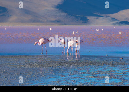 Gruppe von rosa Flamingos im bunten Wasser der "Laguna Colorada" (bunte salzigen See), unter den wichtigsten Reise-de Stockfoto