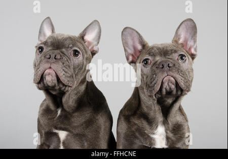 Französische Bulldogge Welpen. Stockfoto