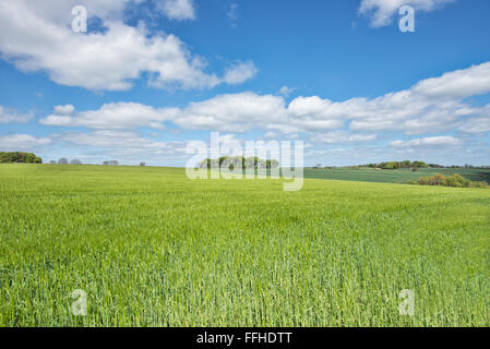 Ein Blick über grüne Felder in Richtung Gebüsch an einem Sommertag in den Cotswolds, Gloucestershire, UK Stockfoto