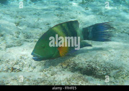 Broomtail Lippfisch Fische im Roten Meer Stockfoto