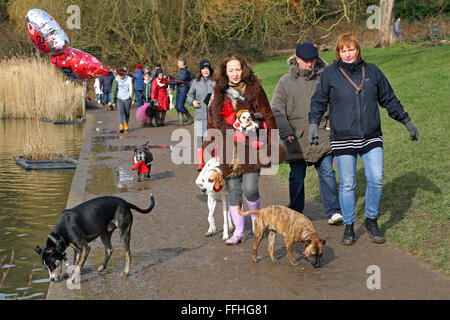 London, UK. 14. Februar 2016. Hunde genießen ihren Spaziergang an der alle Hunde Thema Valentinstag Hund spazieren, Hampstead Heath, London Credit: Paul Brown/Alamy Live News Stockfoto