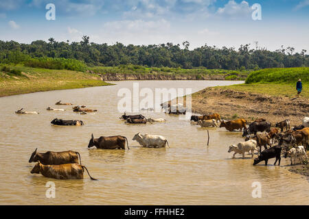 Rinder, überqueren die Fluss Santarém Brasilien Stockfoto