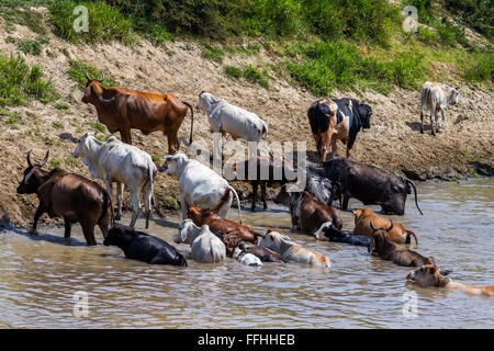 Rinder, überqueren die Fluss Santarém Brasilien Stockfoto