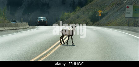 Junge Hirsche geht über Autobahn auf eine blinde Kurve Stockfoto