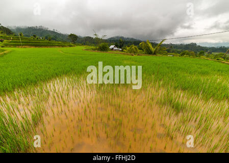 Weite Landschaft und hellen Reisfelder im Mamasa Region West Tana Toraja, Süd-Sulawesi, Indonesien. Weitwinkel-Blick auf die Stockfoto