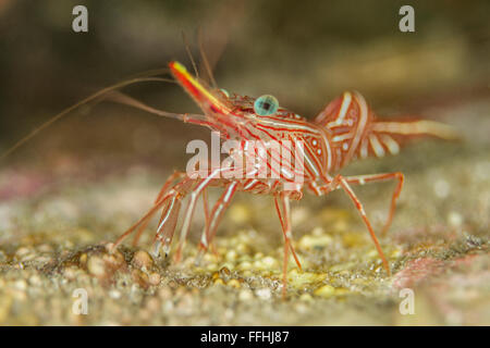 Durban - Garnelen Rhynchocinetes durbanensis Tanzen Stockfoto