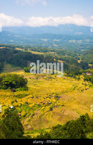 Weite Landschaft und hellen Reisfelder in den Bergen von Tana Toraja, Batutumonga, Upgrowing, Süd-Sulawesi Reisen destin Stockfoto