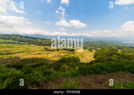 Weite Landschaft und hellen Reisfelder in den Bergen von Tana Toraja, Batutumonga, Upgrowing, Süd-Sulawesi Reisen destin Stockfoto