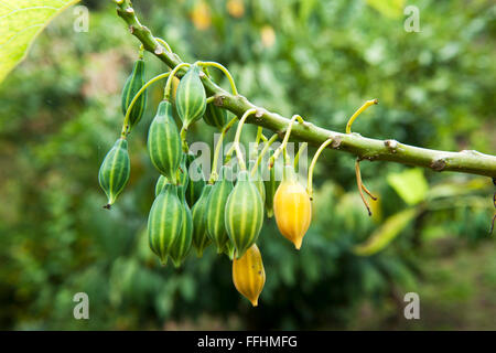 Griechenland, Kreta, Nordwesten, Fournes Südlich von Hania, botanischen Park Stockfoto