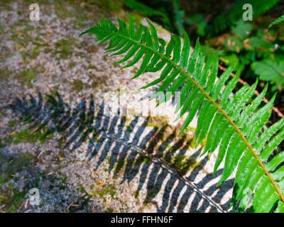 Schwert Farn und seinen Schatten auf einem Felsen, gesehen auf dem Baden-Powell Trail in Lynn Canyon Park, North Vancouver, BC, Kanada Stockfoto