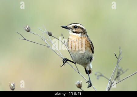 Sitzstangen männlichen Braunkehlchen (Saxicola Rubetra) vor verschwommenen Hintergrund. Ryazan "Region, Russland Stockfoto