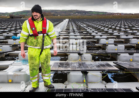 Die neue schwimmende solare Farm als Raster verbunden Godley Reservoir in Hyde, Manchester, UK. Das Schema ist ein 3-MW-System, bestehend aus 10.000 Photovoltaik-Paneele. Es wird United Utilities Stromrechnung auf der Kläranlage vor Ort, rund 7.000 £ pro Monat einsparen. Es ist die größte schwimmende solar Farm in Europa und der zweitgrößte in der Welt. Es liefert rund 33 % der Wasseraufbereitung Energiebedarf Pflanzen. Stockfoto