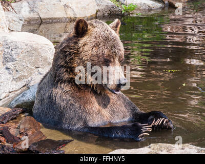 Eines 2 gefangen verwaiste Grizzlybären auf Grouse Mountain Wildlife Refuge, Grouse Mountain, Vancouver, Kanada Stockfoto