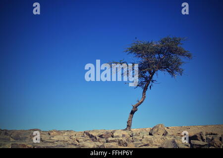 Baum in der Wüste Sahara in Marokko nahe Mhamid Stockfoto