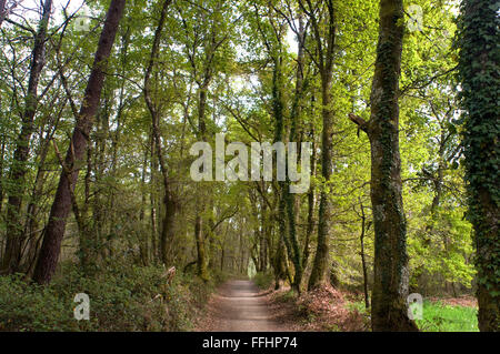 Jakobsweg, Jacobean Route. Pilger-Landschaft zwischen der Kirche Santa María de Melide und Castañeda. Jakobsweg, Stockfoto